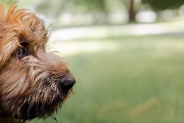 Parkta oynayan kırmızı bir köpek yavrusu