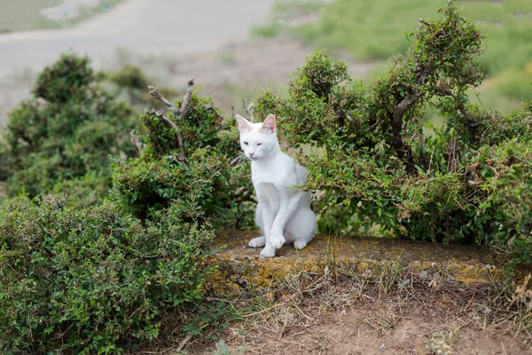 Gato doméstico branco em um arbusto verde — Fotografia de Stock