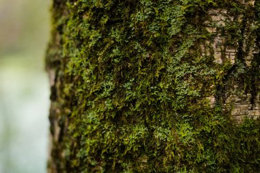 Ağaç kabuğu doğal çiçek dokusu arka plan gün ışığı