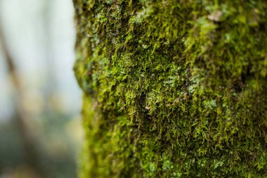Ağaç kabuğu doğal çiçek dokusu arka plan gün ışığı