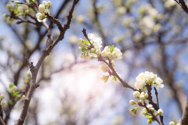 Floración ramas de ciruela en primavera — Foto de Stock