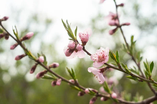 Blooming pink peach twigs in spring — ストック写真