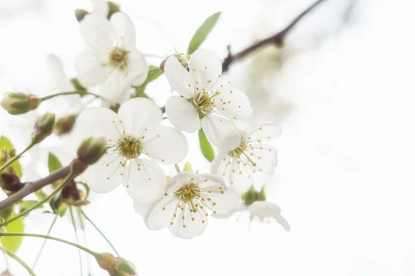 Blühende Kirschzweige im Frühling — Stockfoto