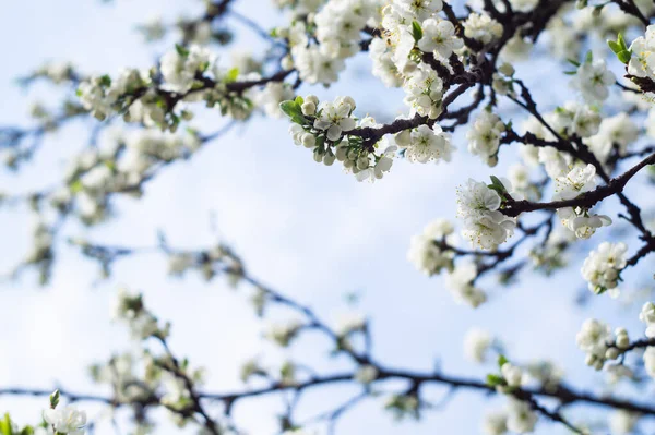 Blühende Äste von Apfelbäumen im Frühling — Stockfoto