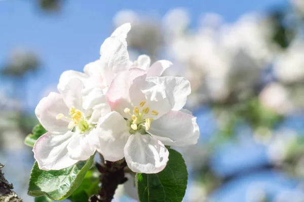 春のリンゴの木の枝を開花 — ストック写真
