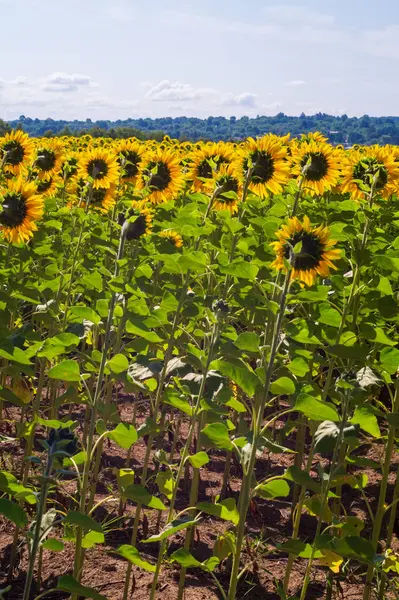 L'agriculture. Tournesols en croissance sur le terrain — Photo