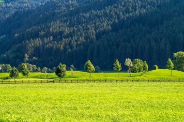 Ormanın arka planındaki çayırda taze yeşil çimenler.