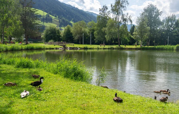 Дикие утки на берегу деревенского озера — стоковое фото