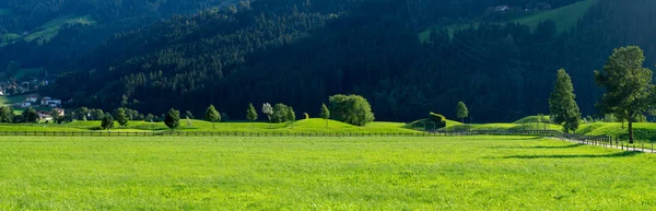 Свежая зеленая трава на лугу на фоне леса — стоковое фото