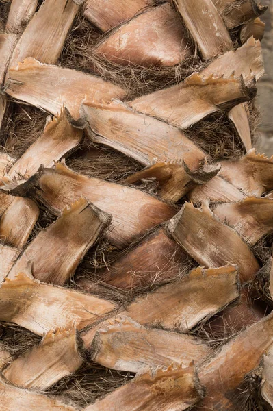 Textura del tronco de una palmera datilera — Foto de Stock