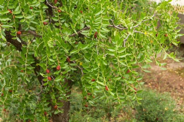 Gedroogde rode ziziphus jujube vruchten op een boom — Stockfoto