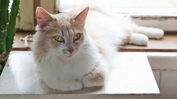 Beige fluffy cat lies near the window — Stok fotoğraf