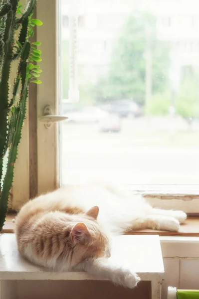 Chat moelleux beige se trouve près de la fenêtre — Photo