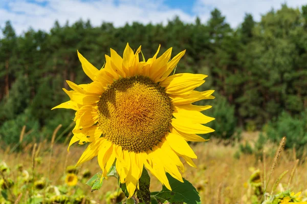 Hlavy slunečnic na poli proti modrému nebi — Stock fotografie