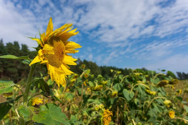 Las cabezas de los girasoles en el campo contra el cielo azul — Foto de Stock