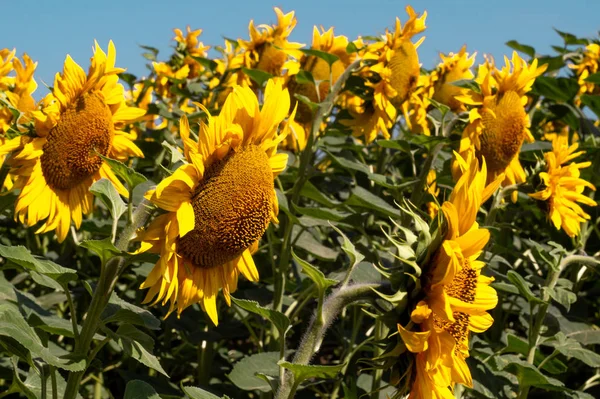 Las cabezas de los girasoles en el campo contra el cielo azul — Foto de Stock