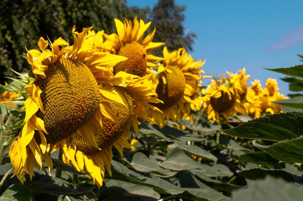 Têtes de tournesols sur un champ contre un ciel bleu — Photo