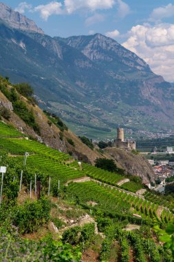 Martigny yakınlarındaki üzüm bağları bir dağ yolundan, İsviçre Alpleri