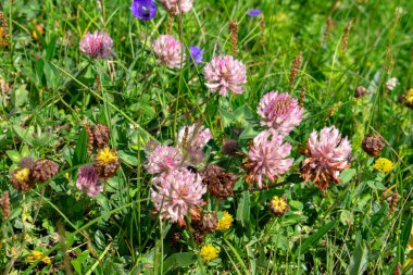 Parlak çok renkli çiçeklerle çiçek açan dağ çayırı