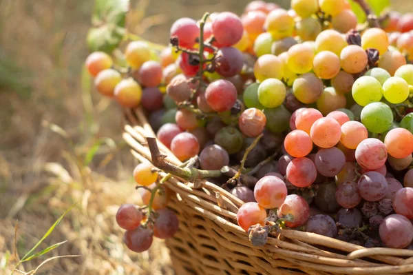 Green and purple grapes in a basket in the sunlight — Stock Photo, Image