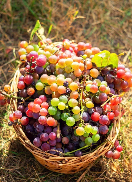 Cesta con uvas rojas y verdes — Foto de Stock