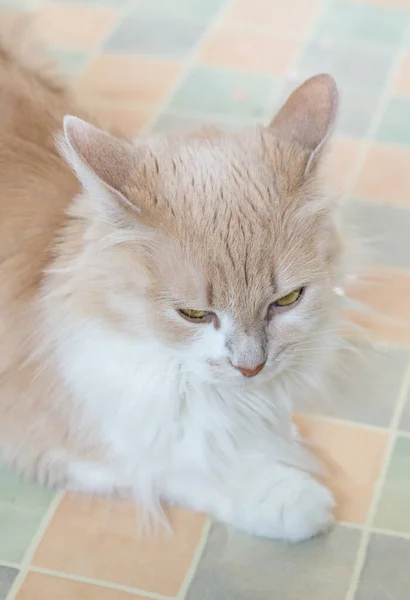 Portrait Fluffy Beige Cat Green Eyes Close — Stock Photo, Image