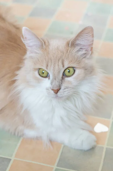 Potret Seekor Kucing Berbulu Halus Dengan Mata Hijau Close — Stok Foto