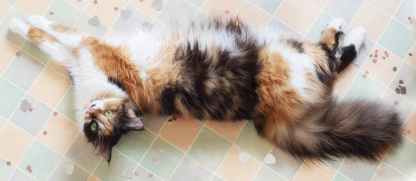 Fluffy Tricolor Cat Lying Stretched Out Floor Glittering Confetti — Stock Photo, Image