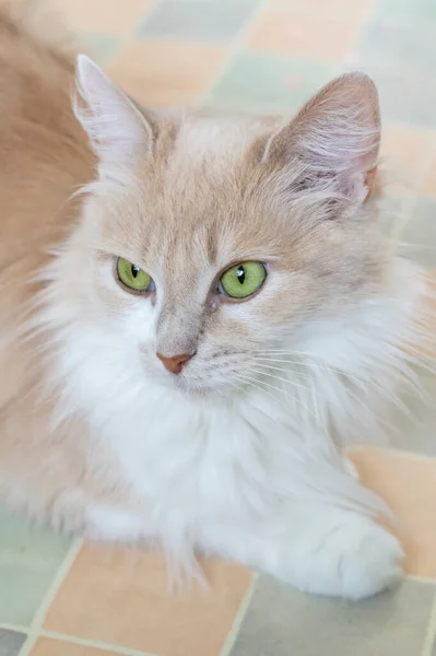 Porträt Einer Flauschigen Beigen Katze Mit Grünen Augen Nahaufnahme — Stockfoto