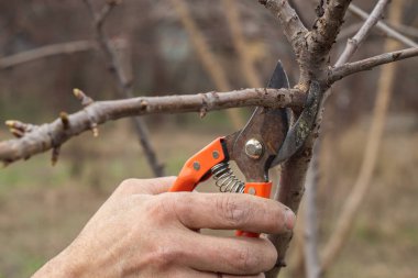 Baharda bir adam ağaç dallarını budayarak keser.