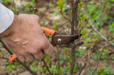 İlkbaharda bir adam çalıların dallarını budayarak keser.