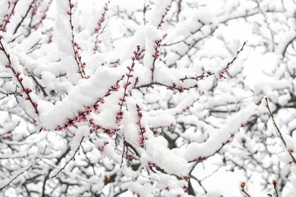 Rama Albaricoque Con Flores Cubierta Nieve Primavera Imagen De Stock