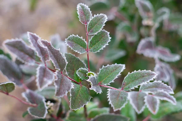 Frost on the leaves of Mahonia aquifolium, evergreen shrub used for decorative landscaping