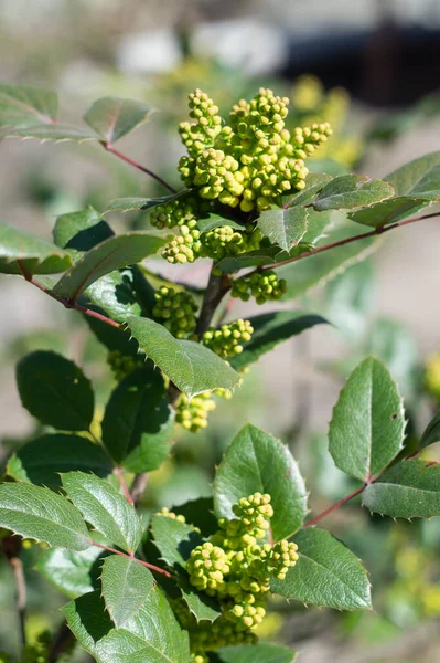 Mahonia Aquifolium Evergreen Shrub Used Decorative Landscaping Leaves Buds — Stock Photo, Image