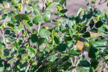 Mahonia aquifolium, dekoratif peyzaj, yapraklar ve tomurcuklar için kullanılan her zaman yeşil çalı.