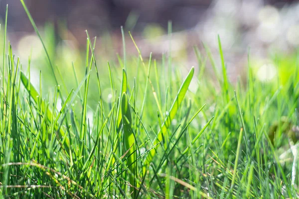 太陽の光で照らされた新鮮な緑の草 接近中だ 花の背景 — ストック写真