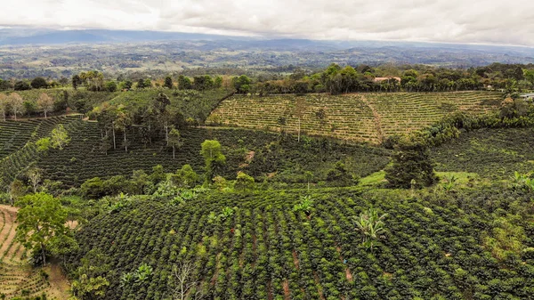 Luftaufnahme Der Kaffeeplantage San Vito Costa Rica Stockfoto