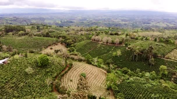 Переліт Над Кавовою Плантацією Сан Віто Коста Рика — стокове відео