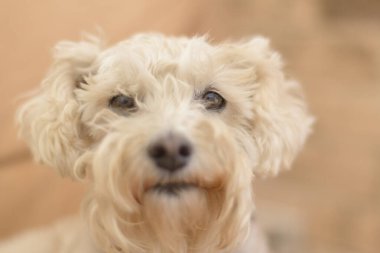Başrolde beyaz kaniş köpeği 