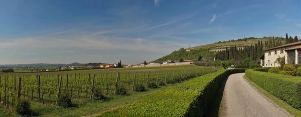 Vignobles Région Vénétie Près Lac Garde Italie — Photo