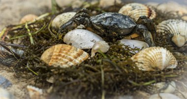 deniz kabuklarını kirli kum zemin üzerine yengeç
