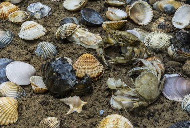 deniz kabuklarını kirli kum zemin üzerine yengeç