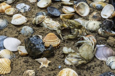 deniz kabuklarını kirli kum zemin üzerine yengeç