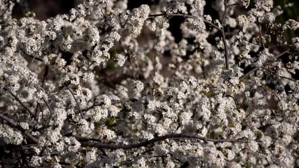 Árbol Con Flores Primavera Polinización Cruzada Por Insectos — Vídeo de stock