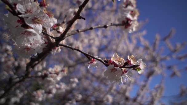 Primavera Brotes Árboles Florecientes — Vídeo de stock