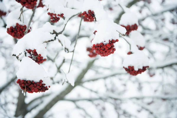 Eberesche unter dem Schnee — Stockfoto