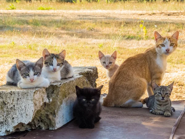 Cats family in the nature