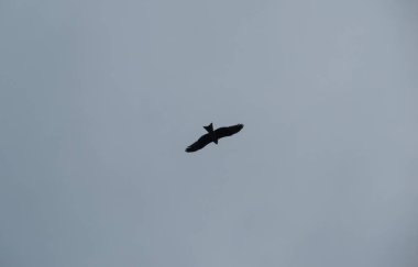 Uçan kartal silueti