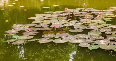Hanoi, Vietnam 'da Nilüferli Su Havuzu 