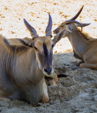 Elands dinleniyor gölgede 